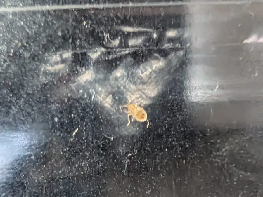 A baby bed bug found in the unit