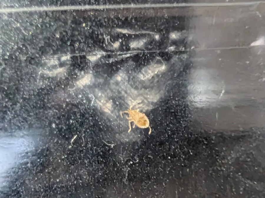 A bed bug found in the unit